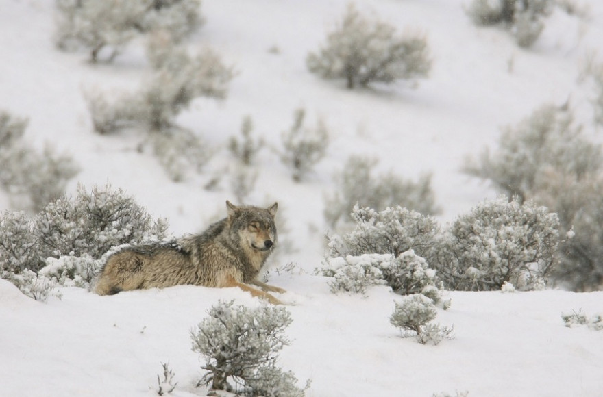 Wolf im Schnee