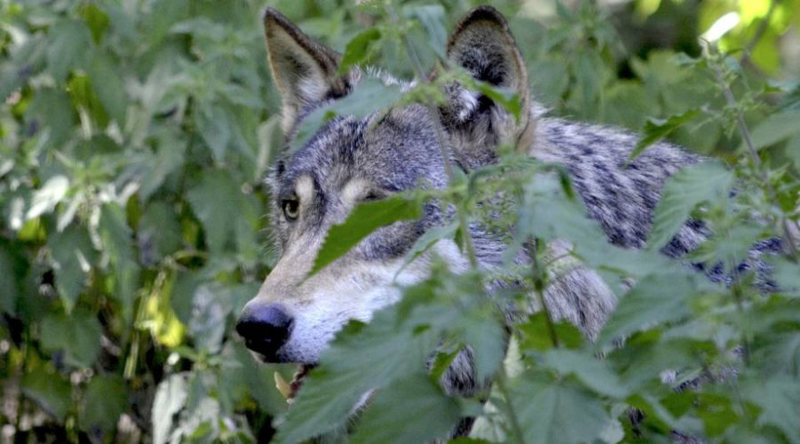 Ein Wolf, teilweise von Grün verdeckt (Beispielbild: Andrea Bohl)