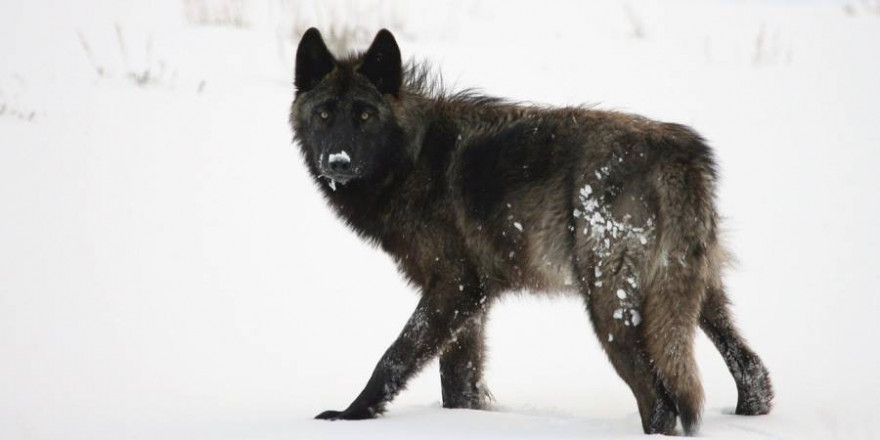 Die schwarzen Mischlinge gingen aus der Verpaarung der „Ohrdrufer Wölfin“ mit ihrem 2017 geborenen Sohn hervor, dessen Vater ein schwarzer Labrador ist (Symbolbild: skeeze)