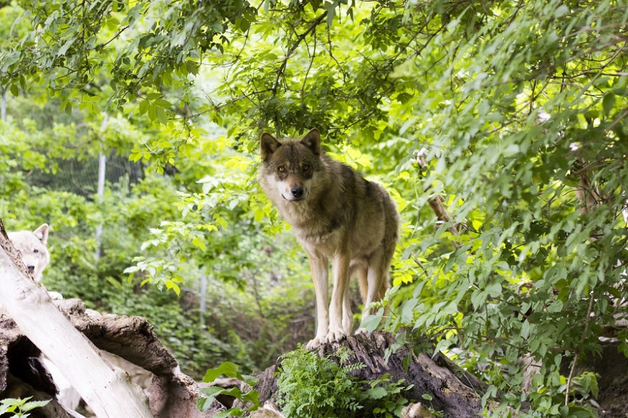 Wolf im Wald