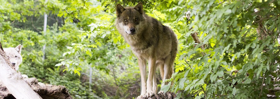 Schulze will Wolfsabschuss erleichtern