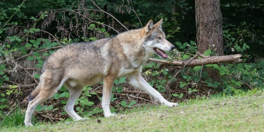 Bereits Ende Juli 2019 überquerte ein Wolfsrüde die A3 bei Köln in Richtung der Wahner Heide (Beispielbild: Marcel Langthim)