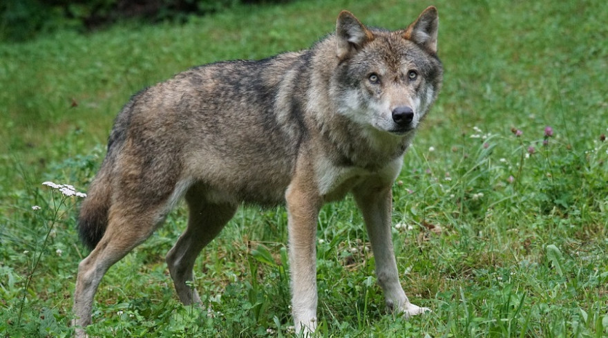 Der Rüde „GW1129m“ aus dem Schneverdinger Rudel wurde erstmals vor einem guten Jahr in Niedersachen identifiziert (Beispielbild: Marcel Langthim)