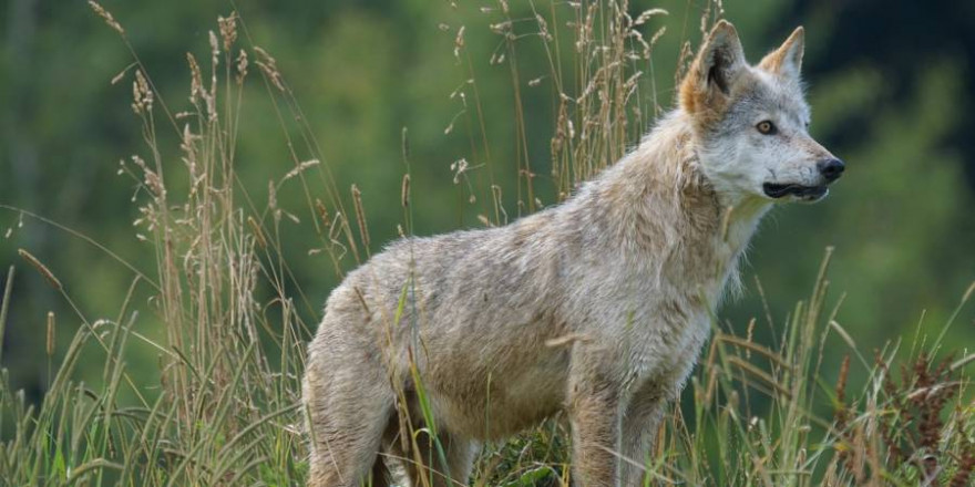 Junger Wolf (Symbolbild: Marcel Langthim)