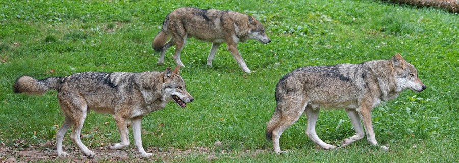 „Plädoyer für den echten Wolf“
