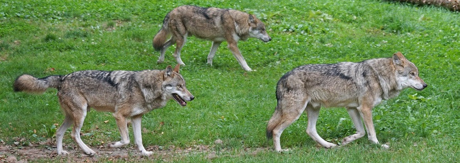 Wolfsschmuggler hielten 64 Mischlinge