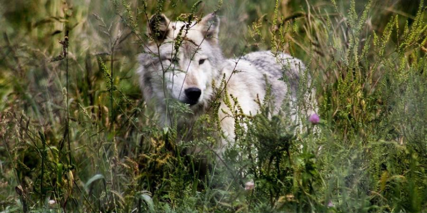 Wieviel „echter“ Wolf steckt in den Wölfen, die wir hier in Deutschland so streng schützen? (Beispielbild: skeeze)