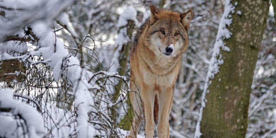 Die schwedische Staatsanwaltschaft ist immer noch auf der Suche nach einem toten Wolf, den es vielleicht gar nicht gibt. (Symbolbild: Marcel Langthim)