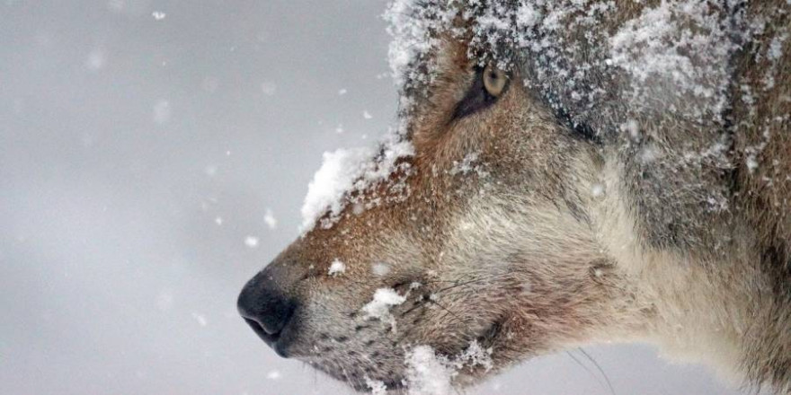 Wolf im Schnee (Foto: Marcel Langthim)