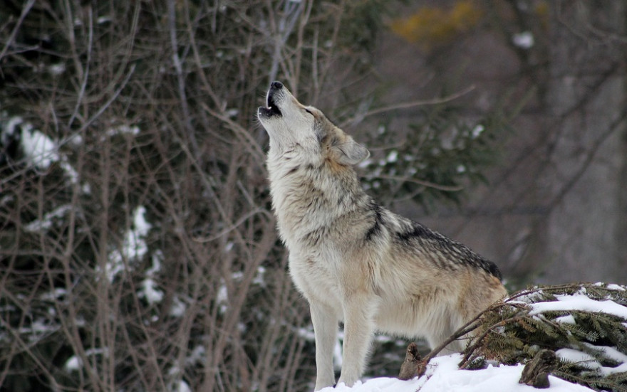 Heulender Wolf