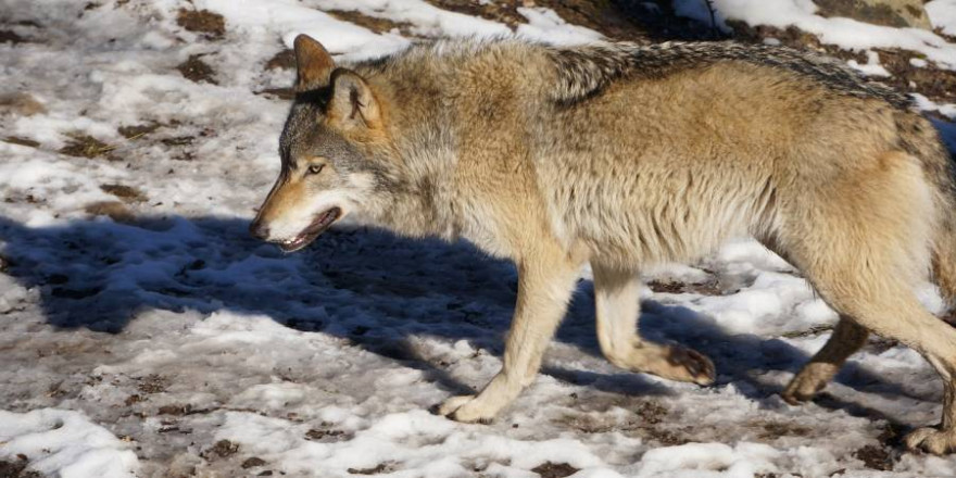 Schnee erleichterte den schwedischen Jägern die Wolfsjagd (Beispielbild: monkansbar)