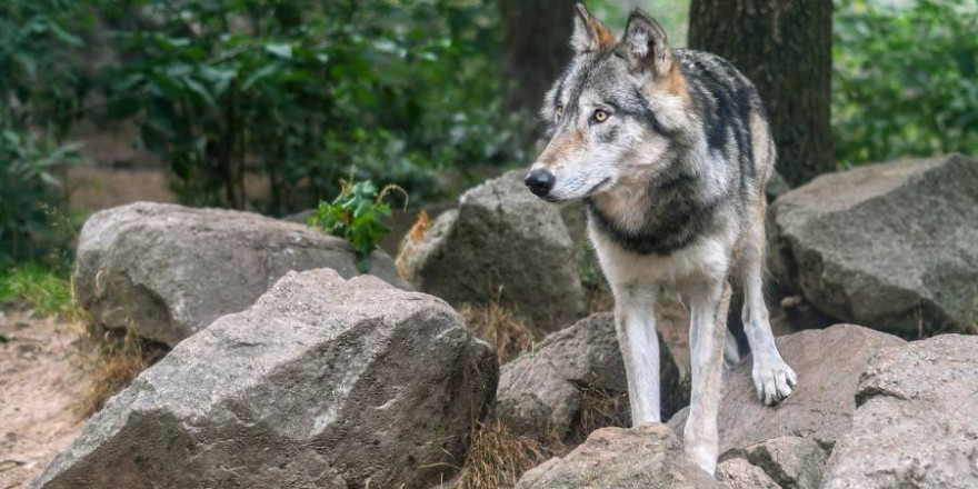 Einzelner Wolf im Bergwald (Foto: Christel Sagniez)