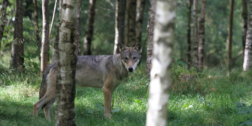 Einzelner Wolf im Birkenwald.