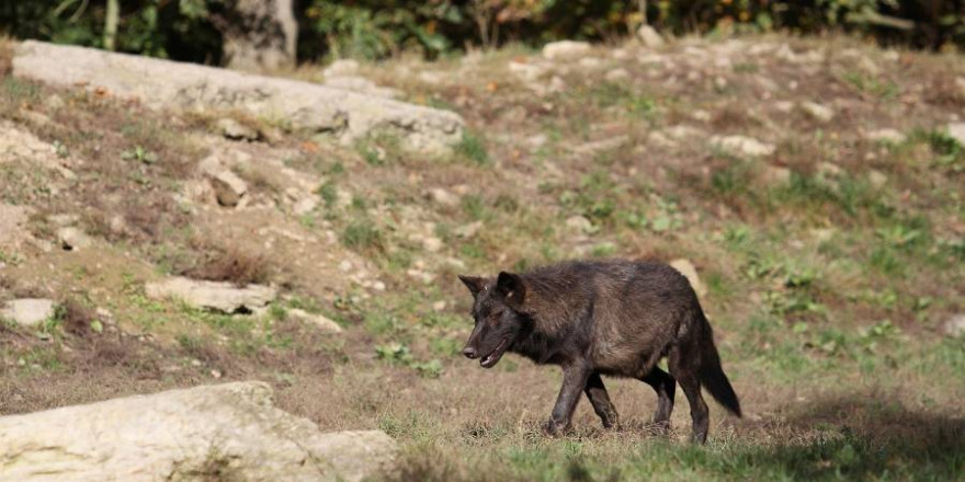 Ein weiblicher Hybrid mit schwarzem Fell wurde bereits erlegt - vier weitere Wolf-Hund-Mischlinge sollen noch übrig sein (Symbolbild: Kurt K.)