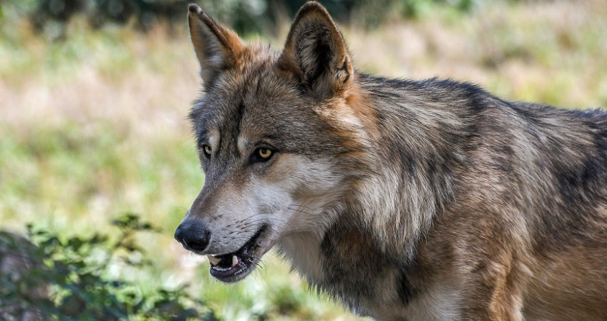 Wolf