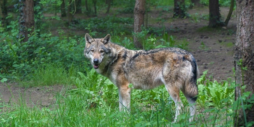 Der Pinneberger Problemwolf GW924m konnte trotz großen Aufwandes bis jetzt noch nicht erlegt werden.