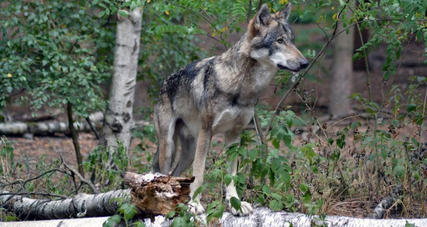 Einzelner Wolf im Wald (Foto: Insa Osterhagen)