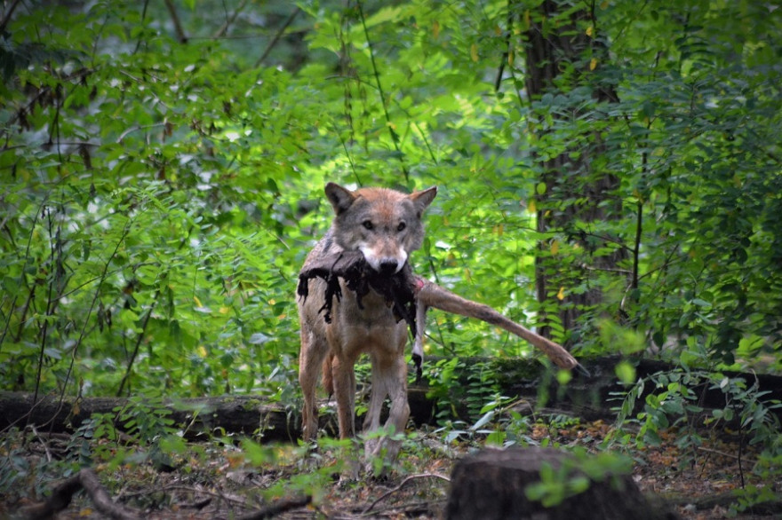 Wolf mit Beute