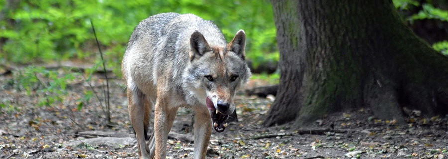 Wolfsabschuss genehmigt