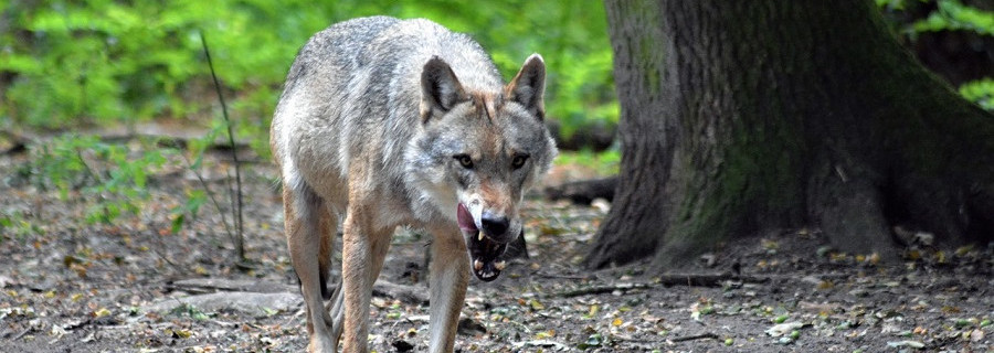 Niedersachsen schafft Transparenz bei Wolfsentnahme