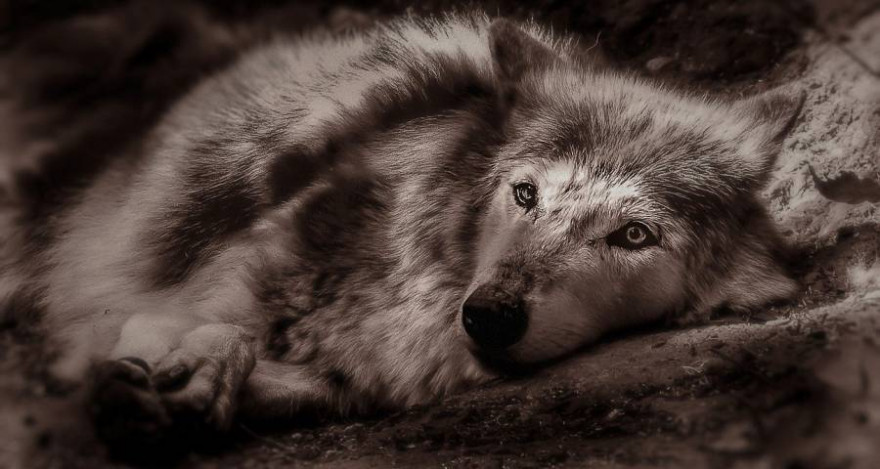 Liegender Wolf (Symbolbild: Christine Sponchia)