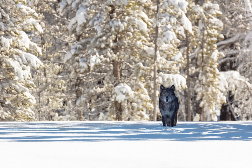 Wolf im Schnee