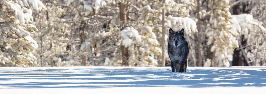 Der Wolf und die Ideologen