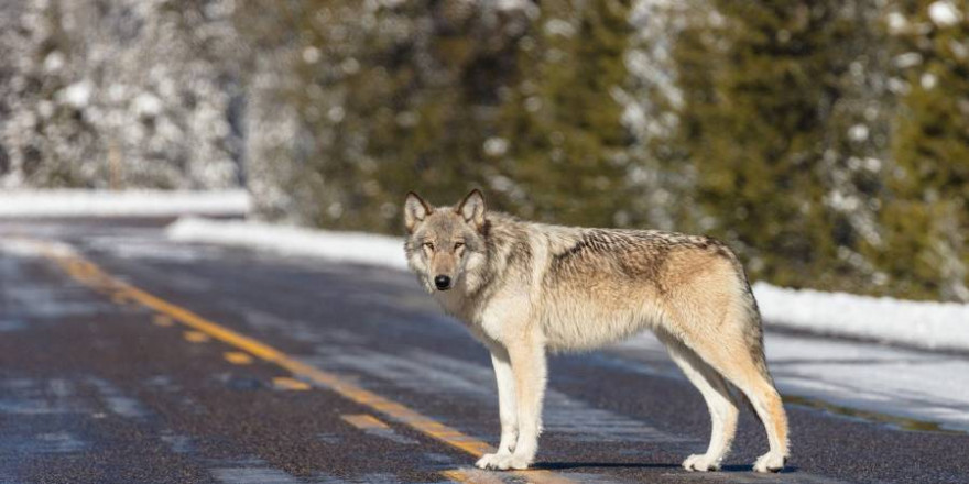 Ein einzelner Wolf kann an einem Tag bis zu 72 Kilometer zurücklegen (Beispielbild: skeeze)