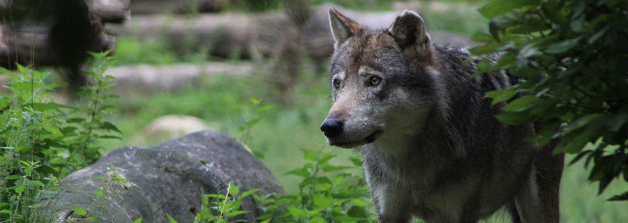 Der NABU bekommt die Wolfsliebe zu spüren