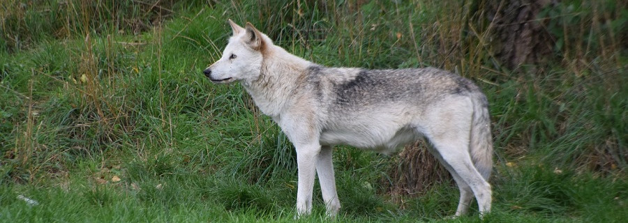 Schwarzwald will wolfsfrei bleiben