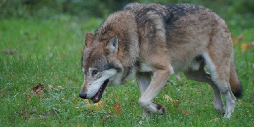 Ein Wolfsrüde (Symbolbild: Nancy Steffens)