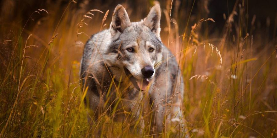 Wolf in einem Feld (Foto: Šárka Jonášová)