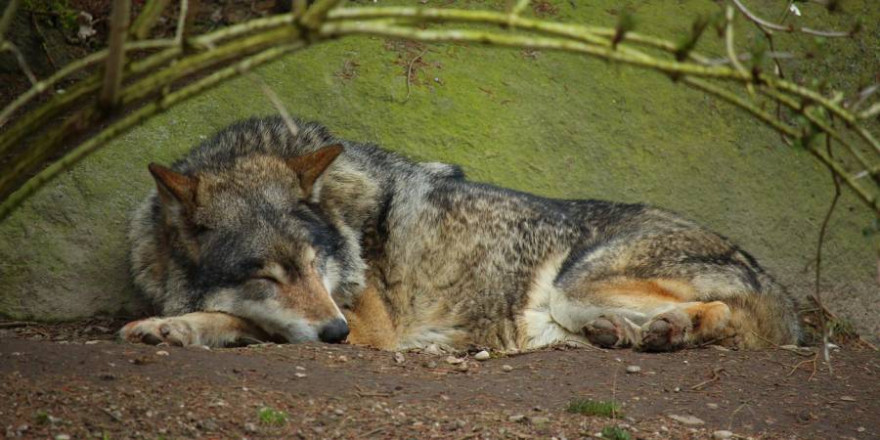 Ein liegender Wolf (Symbolbild: Azuras Welt)