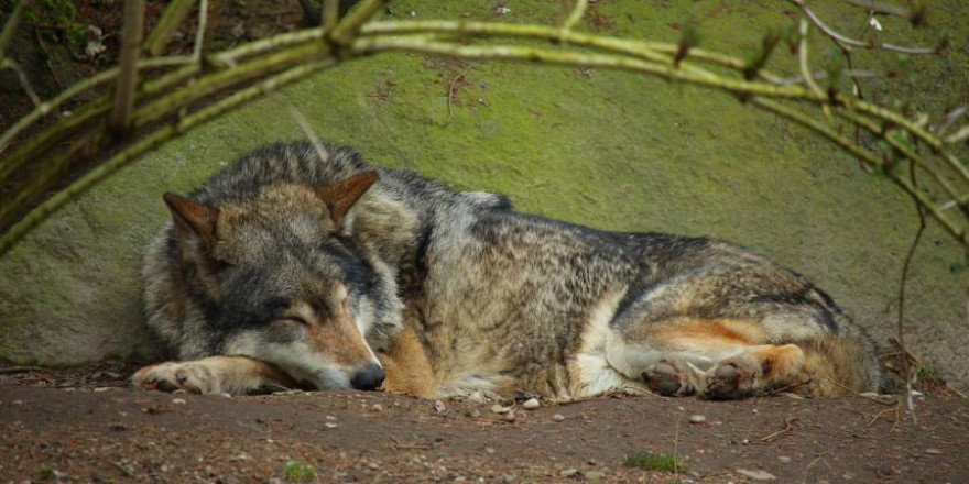 Ein schlafender Wolf (Symbolbild: Azuras Welt)