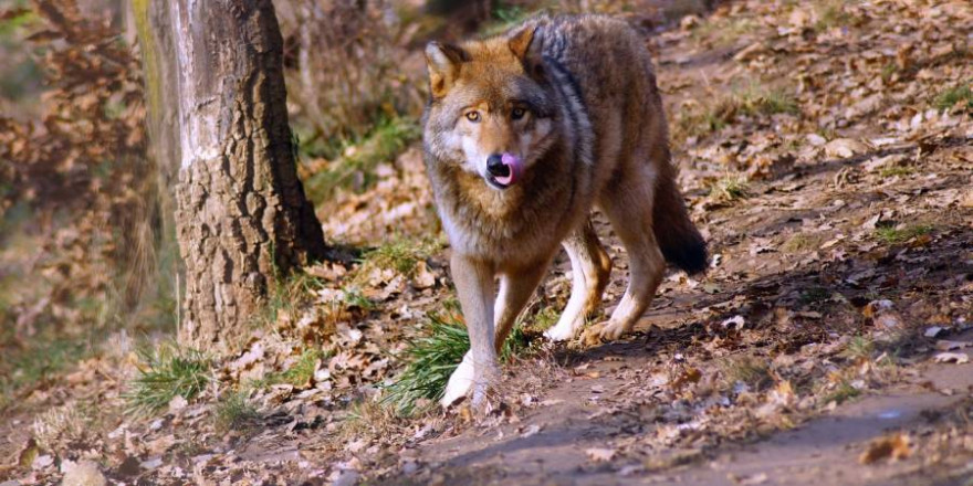 Ein Wolf (Symbolbild: Károly Megyeri)