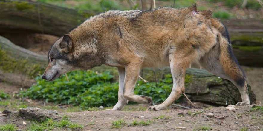 Ein ziehender Wolf (Symbolbild: Petr_Elvis)