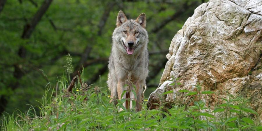 Ein Wolf neben einem Felsen stehend (Symbolbild: Franz W.)