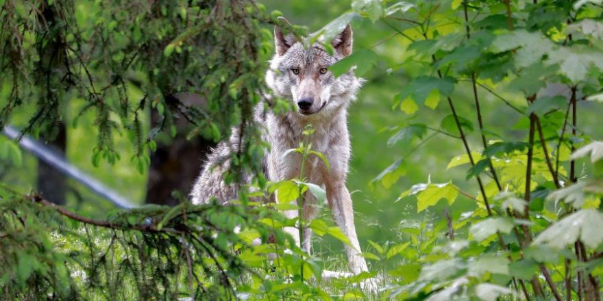 Ein Wolf im Wald (Symbolbild: Franz W.)