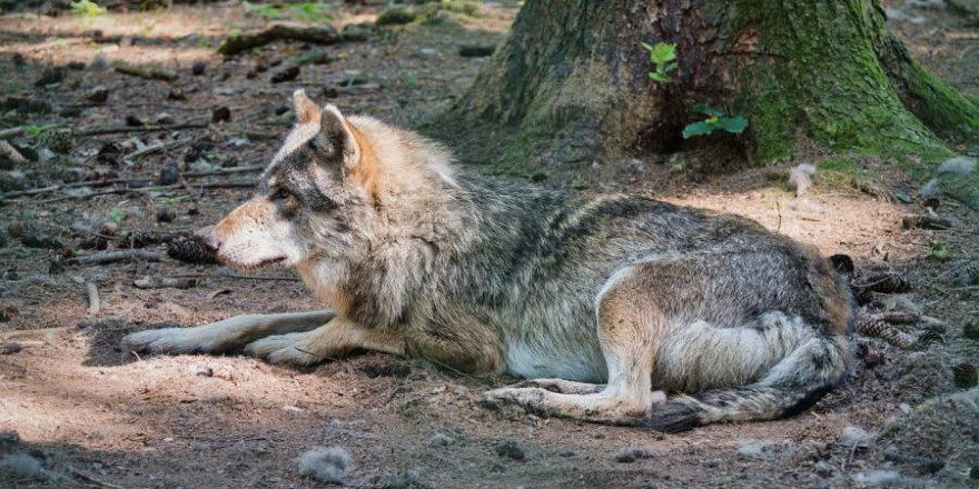 Ein Wolf auf dem Waldboden liegend (Symbolbild: Manfred Antranias Zimmer)