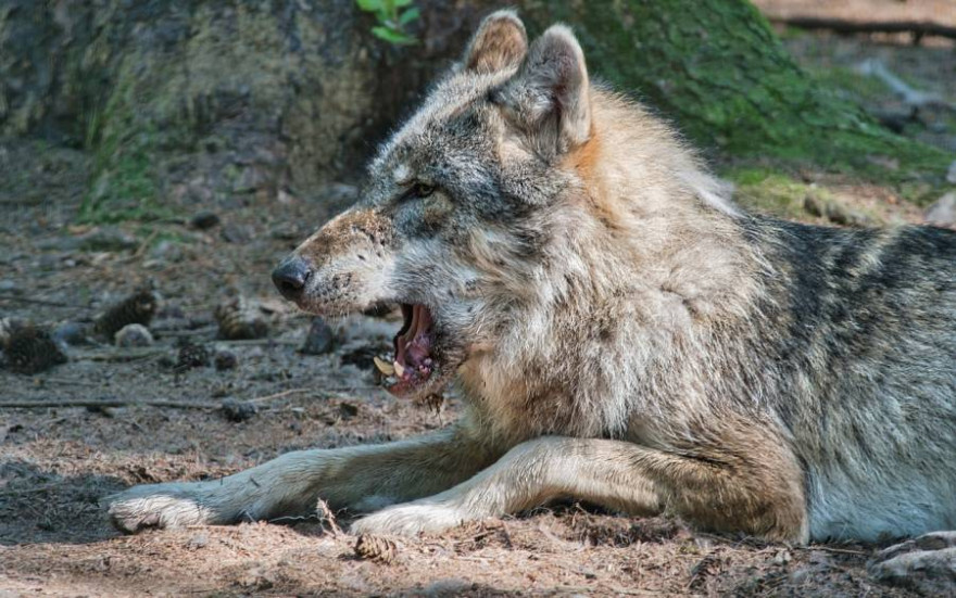 Ein Wolf (Symbolbild: Manfred Antranias Zimmer)