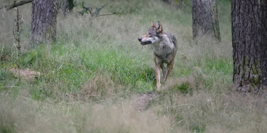 Ein Wolf (Symbolbild: jhenning_beauty_of_nature)