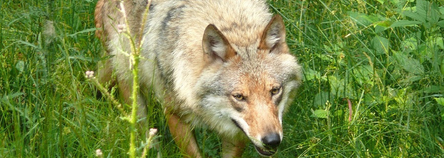 Wolfsjagd in Niedersachsen geht in die nächste Runde