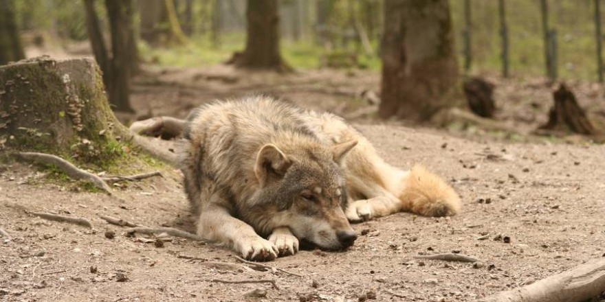 Ein auf dem Waldboden liegender Wolf (Symbolbild: Andreas Roth)