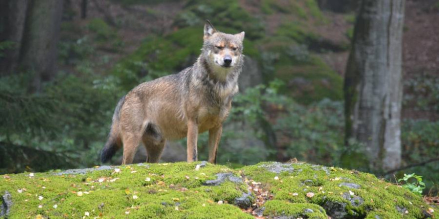 Einzelner Wolf auf einem Felsen (Foto: Meli1670)