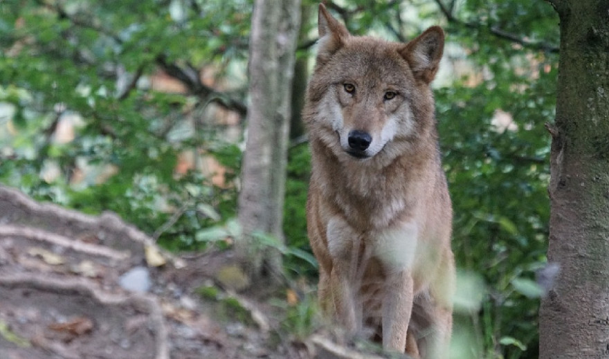 Ein Wolf auf der Lauer.