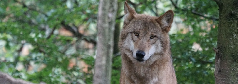 „Ohrdrufer Wölfin“ Soll geschossen werden