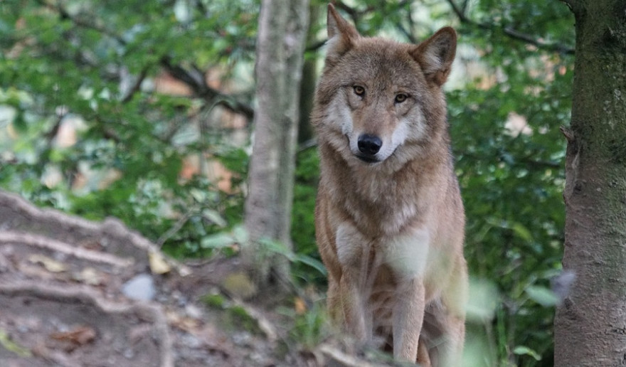 Wolf blickt in die Kamera