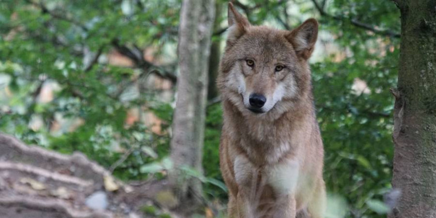 Ein Wolf im Wald (Beispielbild: Marcel Langthim)