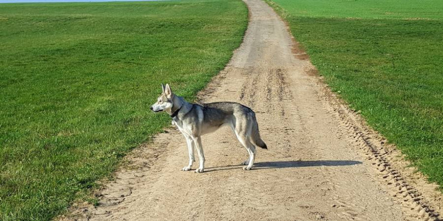 Der wildernde Hund war schon des Öfteren mit einem Wolf verwechselt worden (Beispielbild: Alexandra Schmitt)