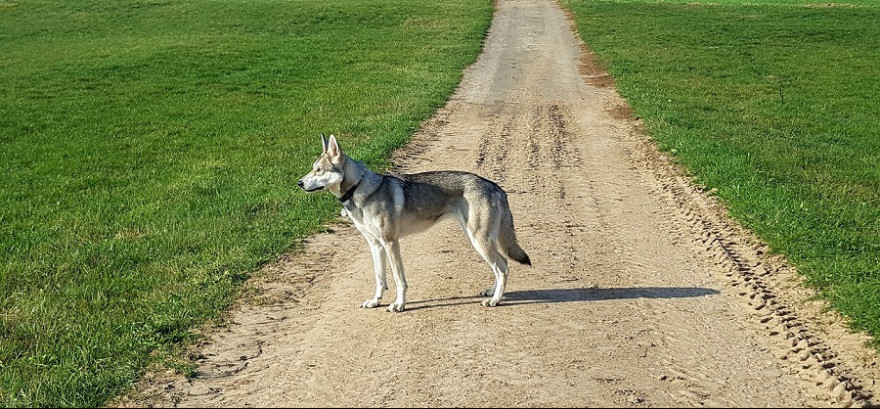 Ein Hund auf einem Feldweg.